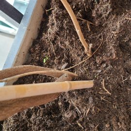 Wisteria brachybotrys – frunze brunificate si furnici in ghiveci