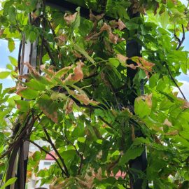Wisteria brachybotrys – frunze brunificate si furnici in ghiveci