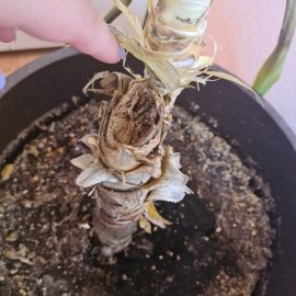 Yucca Gigantea – tulpina putrezita