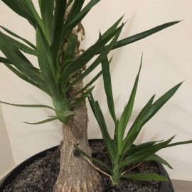 Yucca tulpina uscata