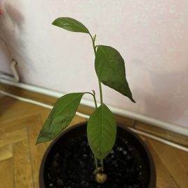 Avocado plantat de 2 luni - i se usuca frunzele