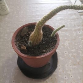 Cactusul bob - a inceput sa se brunifice