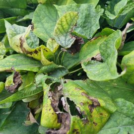 Catalpa cu frunze decolorate si patate - carente nutritive, boli fungice