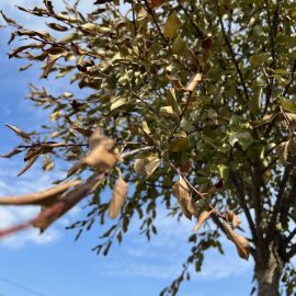 Cireș ornamental globular – Prunus fruticosa “Globosa”