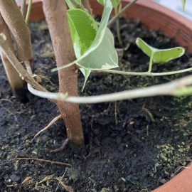Ficus benjamin golden – frunzele se usuca si cad