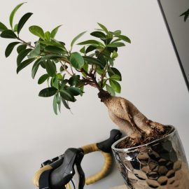 Ficus ginseng – schimbare ghiveci