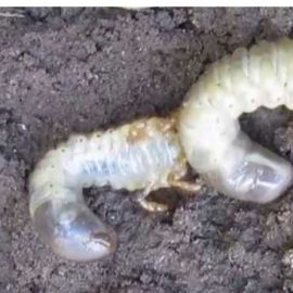 Gazon afectat de larva cărăbușului de mai