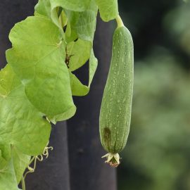 Lufa (Burete vegetal), informatii despre infiintare, tehnologia de cultura si recoltare