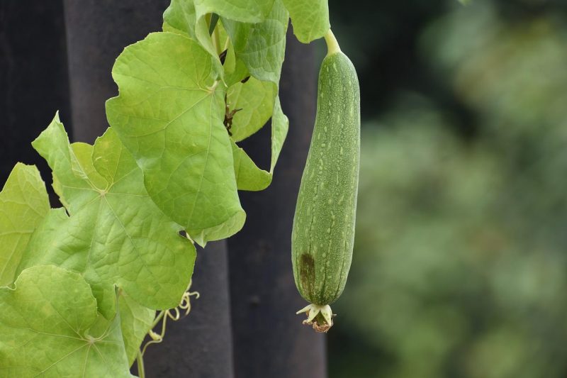 Lufa (Burete vegetal), informatii despre infiintare, tehnologia de cultura si recoltare