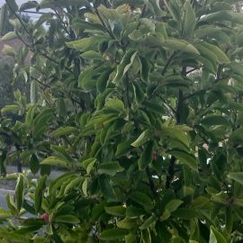 Magnolia cu pete pe frunze si boboci deformati