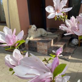 magnolie cu depunere alba pe frunze (fainare)