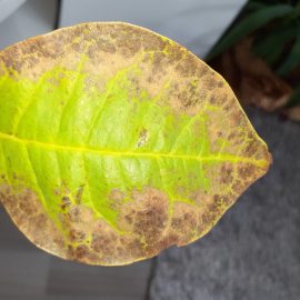 Magnolie Yellow lantern – frunze afectate dupa plantare