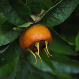 Pomi fructiferi mosmon - Comunitatea Botanistii