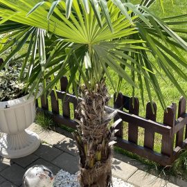 Palmieri fortunei – sfaturi de ingrijire si fertilizare