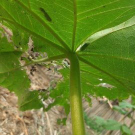 Paulownia Tomentosa –  frunze atacate de daunatori