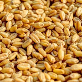 tratamentul semintelor de cereale