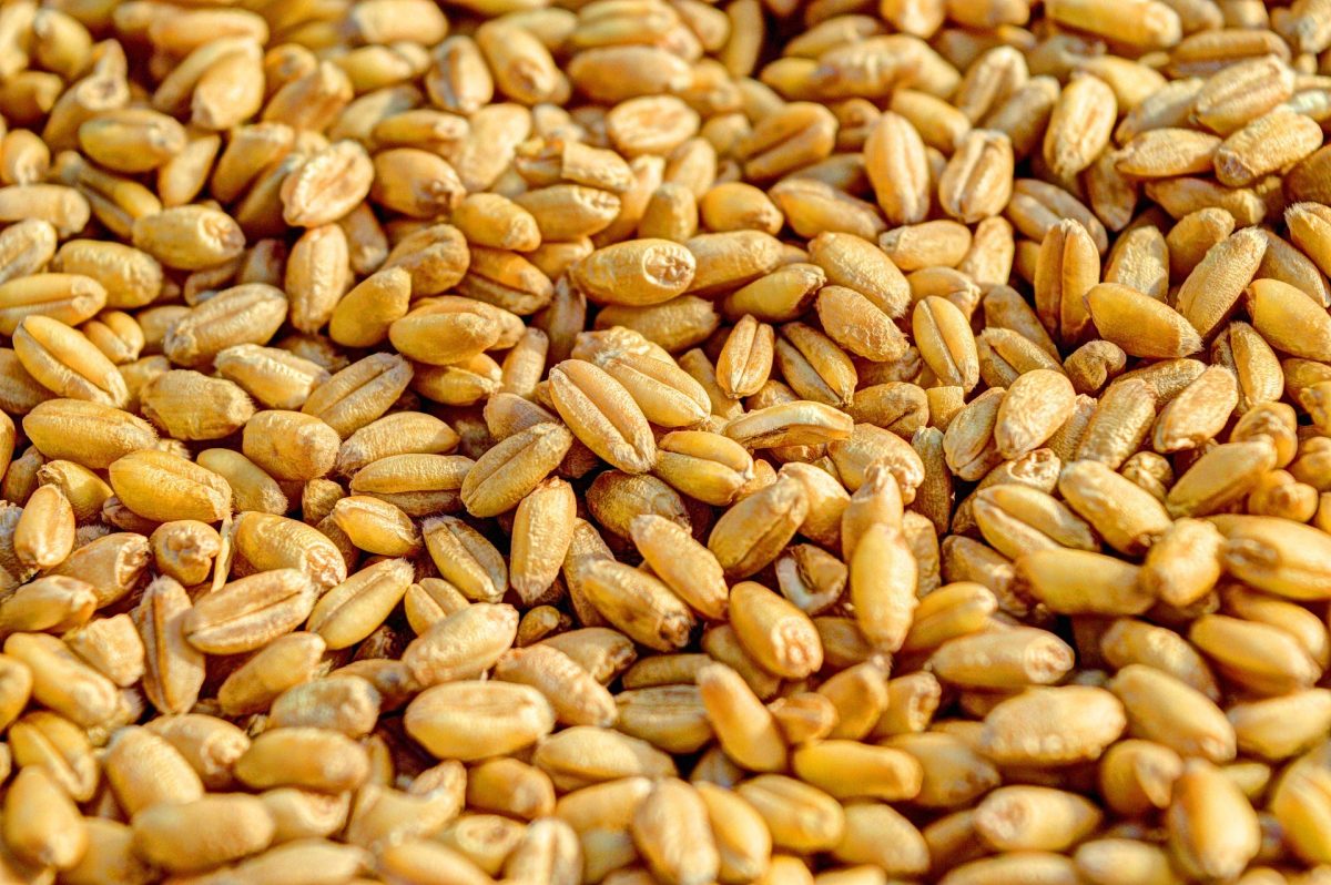 Tratamentul semintelor de cereale