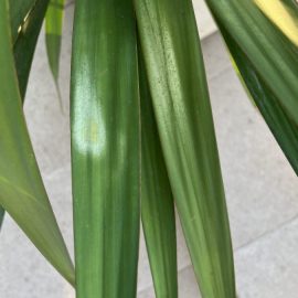Yucca gloriosa –  pete de decolorare pe frunze
