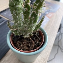 Cactus – afectat de temperaturi scazute