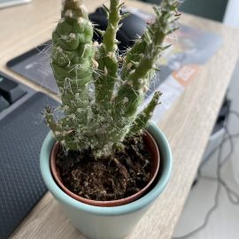 Cactus – afectat de temperaturi scazute