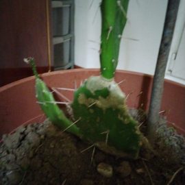 Cactus – pete  la baza