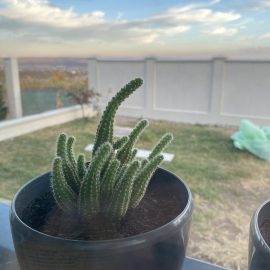 Cactus - varfurile cresc intr-o parte