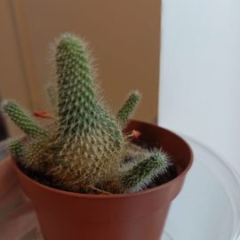Cactus - pete pe tulpina