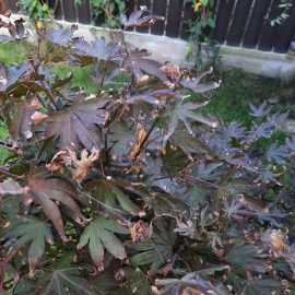 Caderea frunzelor din partea de jos a coroanei, frunze vestede la artarul japonez – udare necorespunzatoare