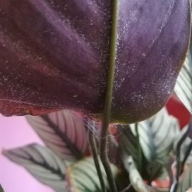 Calathea Majestica Whitestar – daunatori pe frunze (acarieni)