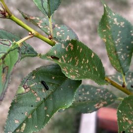 Ciresi cu daunatori pe frunze (viespea neagra)