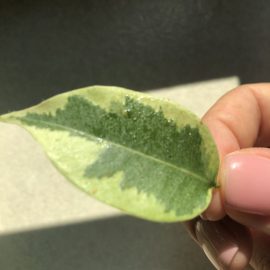 Ficus – frunze lipicioase, atac de daunatori