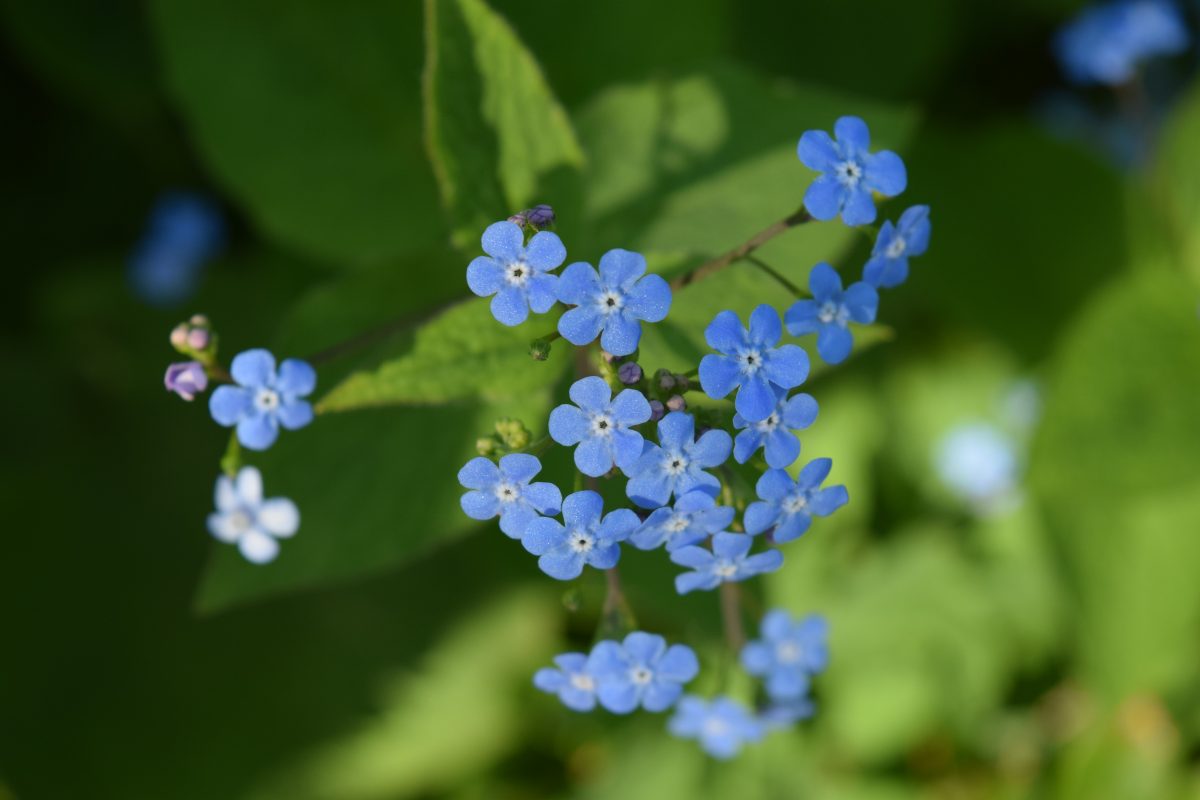flori-mici-albastre