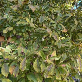 Magnolie cu frunze depreciate