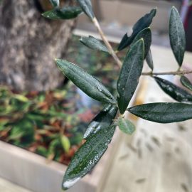 Maslin – frunze lipicioase