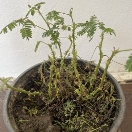 Mimoza pudica – cadere frunze