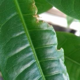 Pachira Aquatica – pete pe frunze