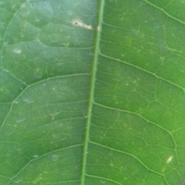 Pachira Aquatica – pete pe frunze