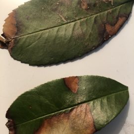 Photinia - pete pe frunze