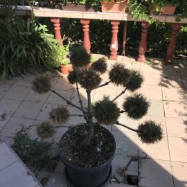 Simptome de uscare – pin bonsai in ghiveci
