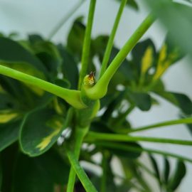 Schefflera –  pete negre pe spatele frunzei