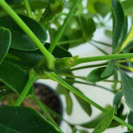 Schefflera –  pete negre pe spatele frunzei