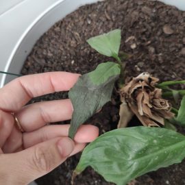 Depreciere Spathiphyllum – udare necorespunzatoare, transplantare