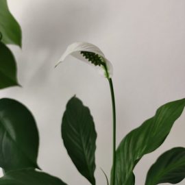 Spathiphyllum – praf pe frunze