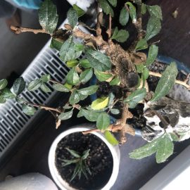 Caderea frunzelor la bonsai, panza alba – paduchi lanosi