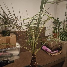 Curmal pitic (palmier) – frunze uscate
