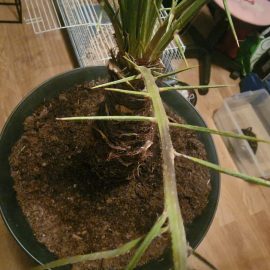 Curmal pitic (palmier) – frunze uscate
