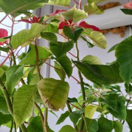 Euphorbia pulcherrima – musculite albe