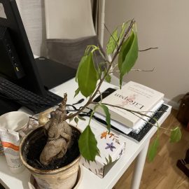Ficus ginseng – frunze moi cazute