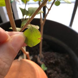 Liliac pitic – frunze cu pete