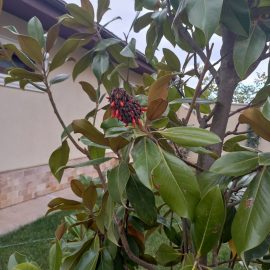 Magnolii cu frunze ingalbenite